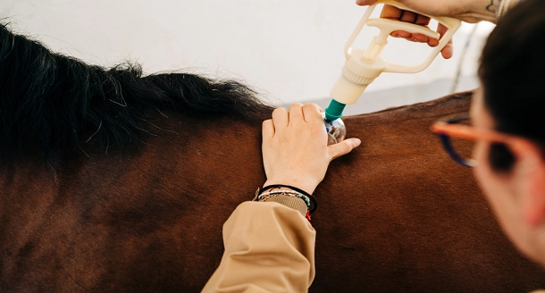 How Long Does to Become an Equine Physiotherapist