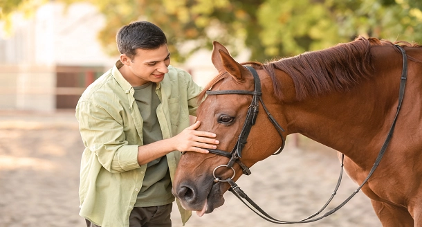 Tips on How to Write an Equine Dissertation